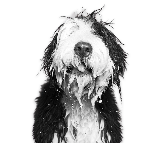 Cabeza perro mojado, aquadogs tech