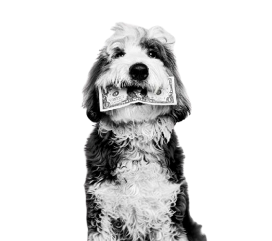 Perro con billete en la boca, paga sin estrés. Aquadogs tech máquina autolavado perros