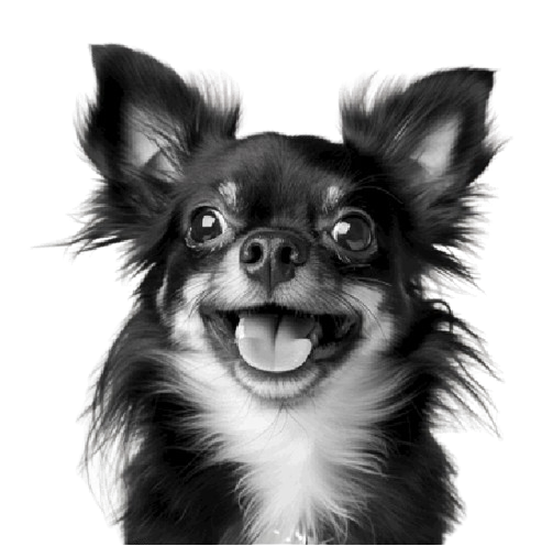 Perro on/off aquadogs tech maquina autolavado mascotas