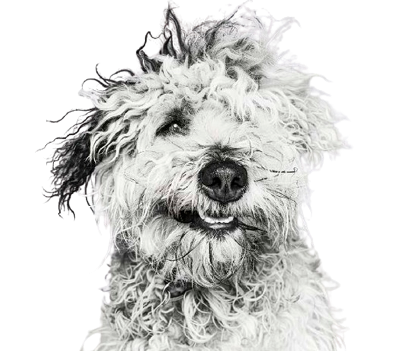 Perro con los pelos desordenados. Aquadogs tech máquina autolavado perros