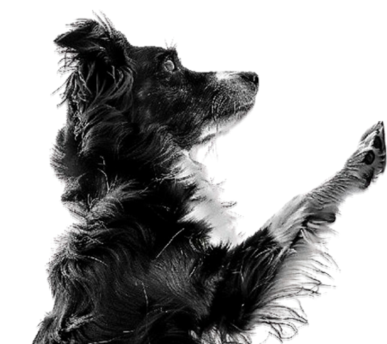 Perro de pie usando la pata. Aquadogs tech máquina autolavado perros